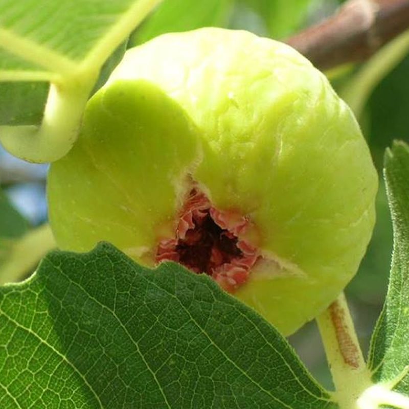 settembre ai fichi settembre ai fichi fichi del cilento